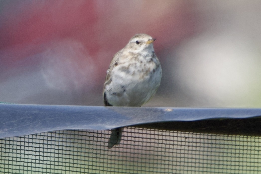 Water Pipit (Blakiston's) - ML616858424