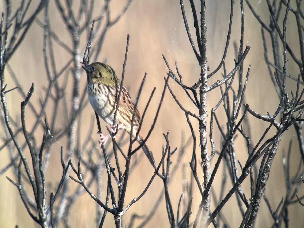 Henslow's Sparrow - ML616858490