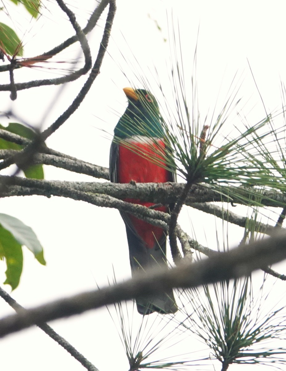 Black-tailed Trogon (Large-tailed) - ML616858574