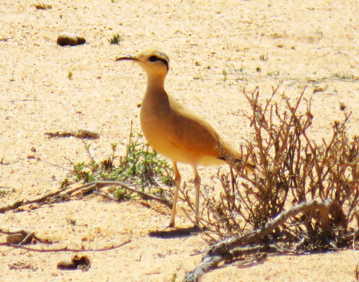 Cream-colored Courser - ML616858623