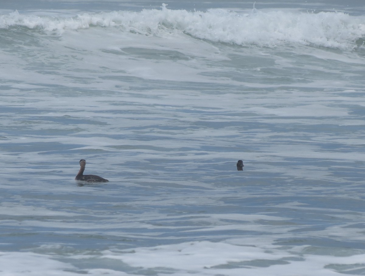Red-necked Grebe - ML616858659