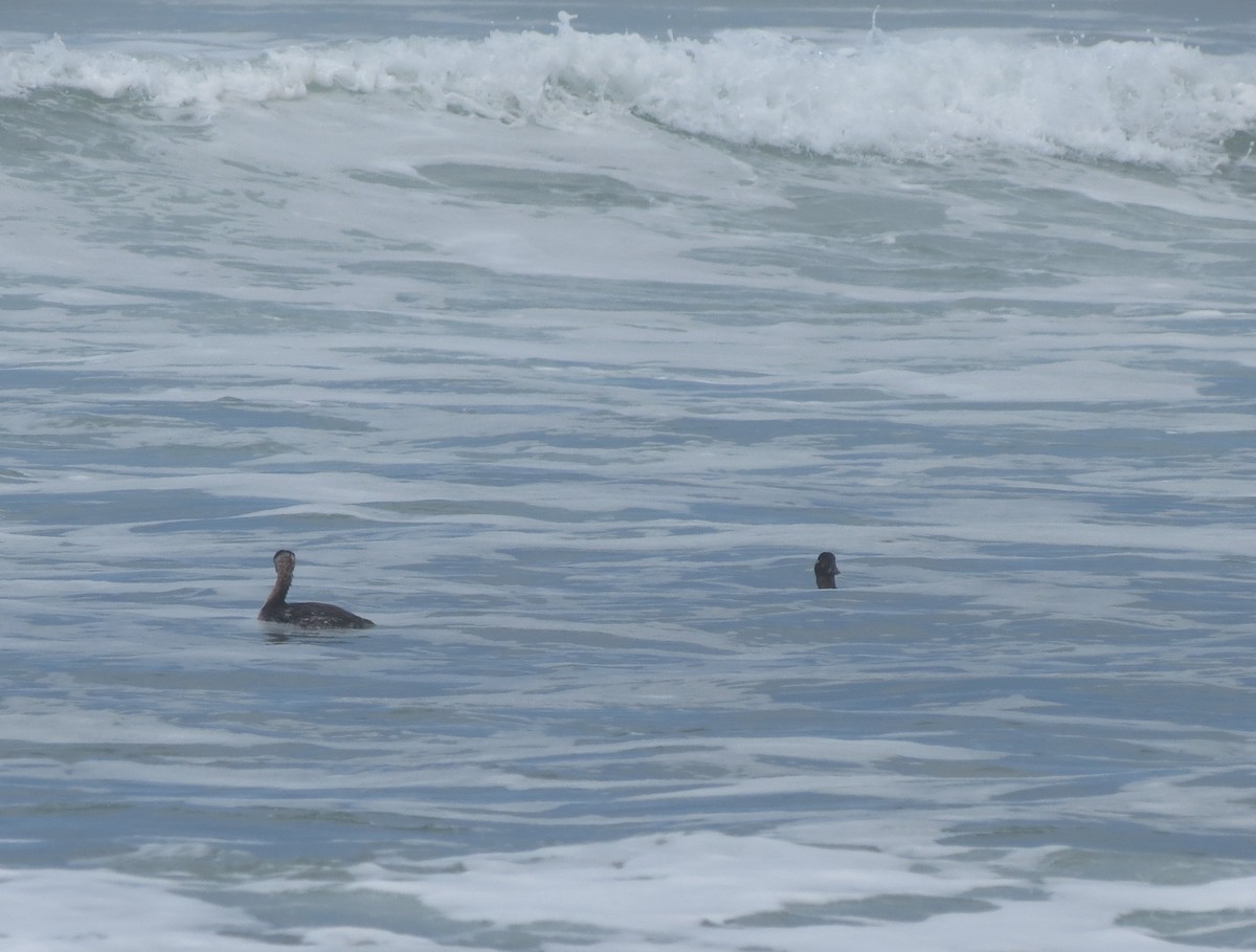 Red-necked Grebe - Chuck Burt