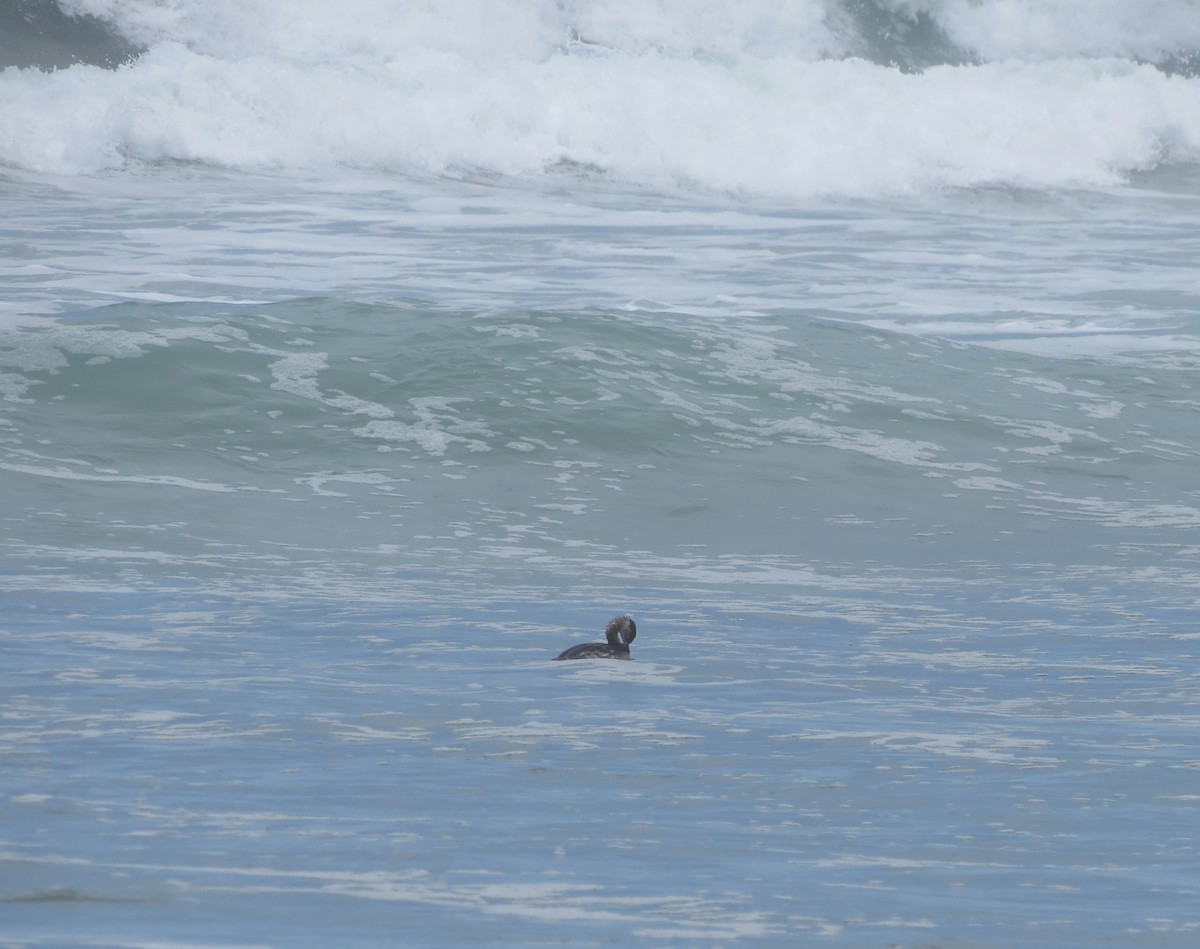 Red-necked Grebe - ML616858660