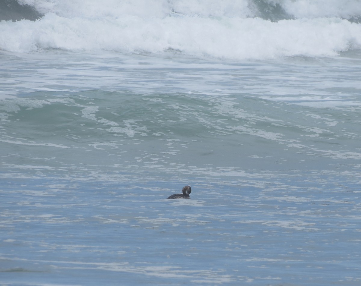 Red-necked Grebe - Chuck Burt