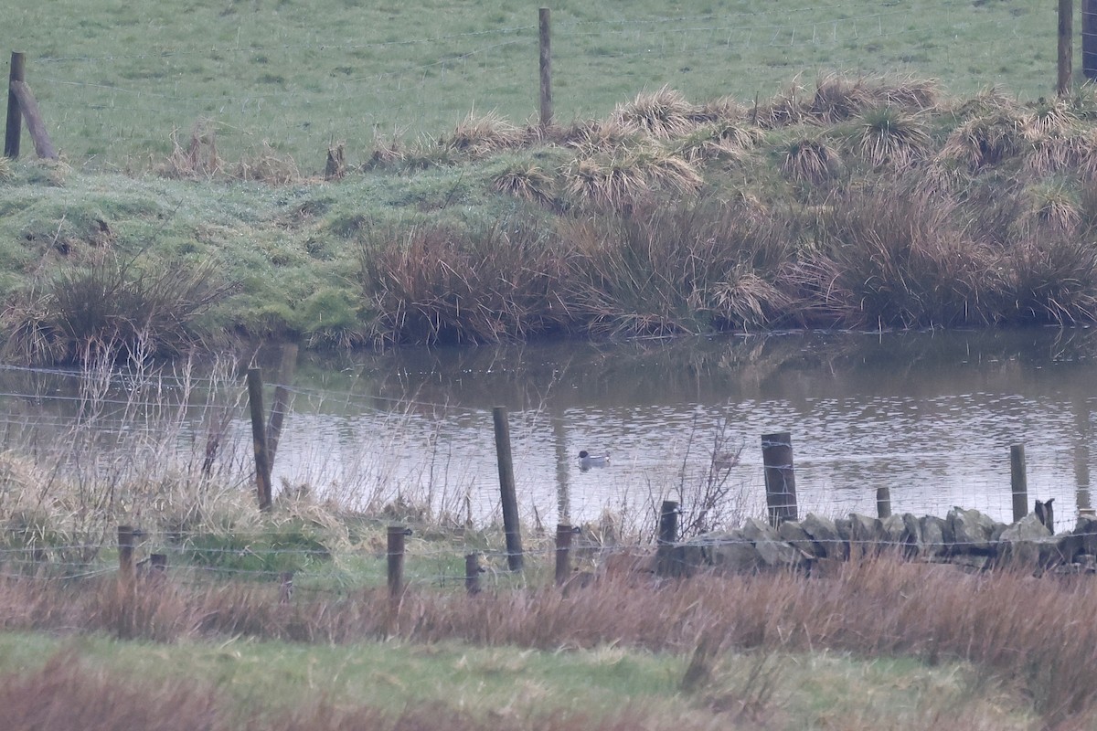 Green-winged Teal (Eurasian) - ML616858730