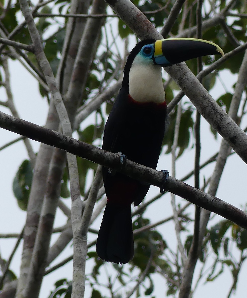 White-throated Toucan - ML616858735