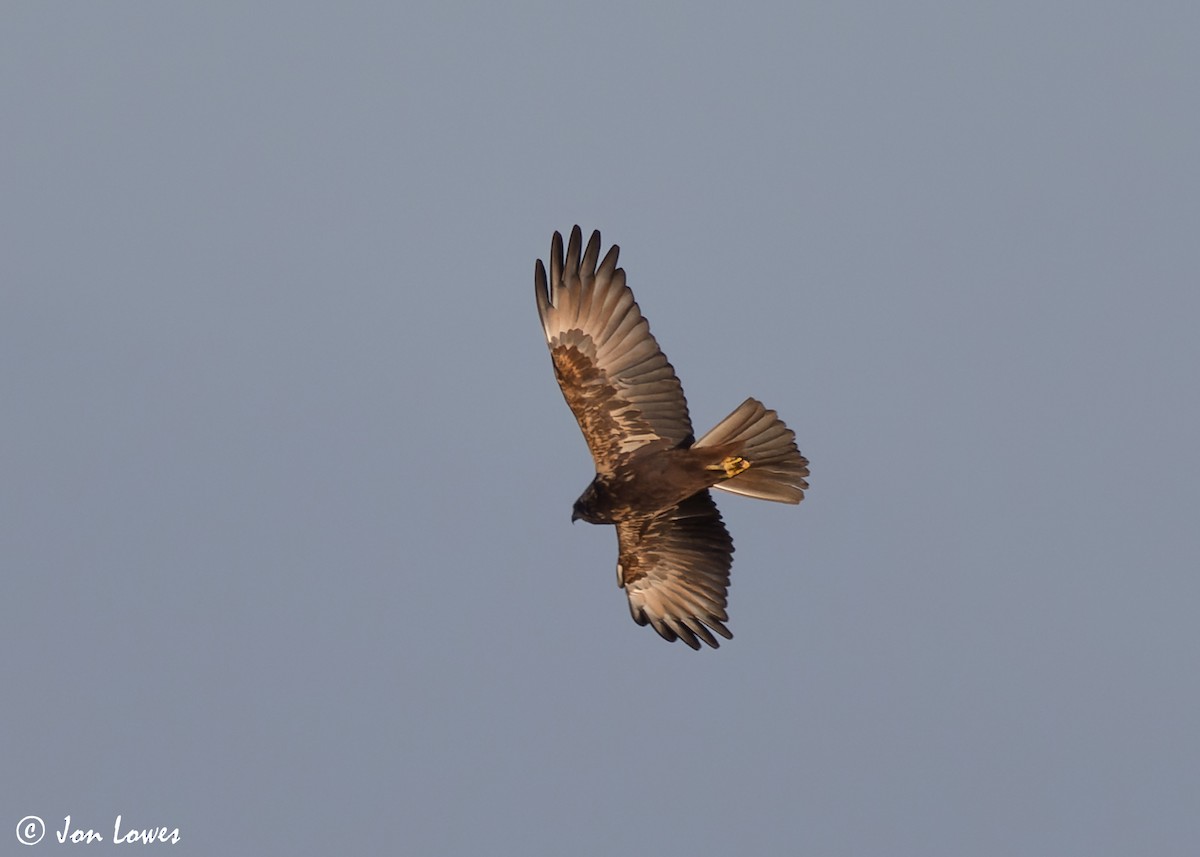 Western Marsh Harrier - ML616858784