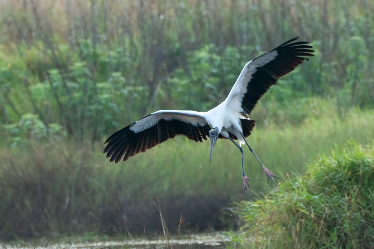 Wood Stork - ML616858797