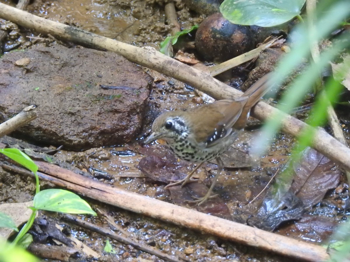 Spot-winged Thrush - ML616858799