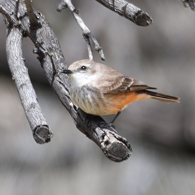 Vermilion Flycatcher - ML616858803