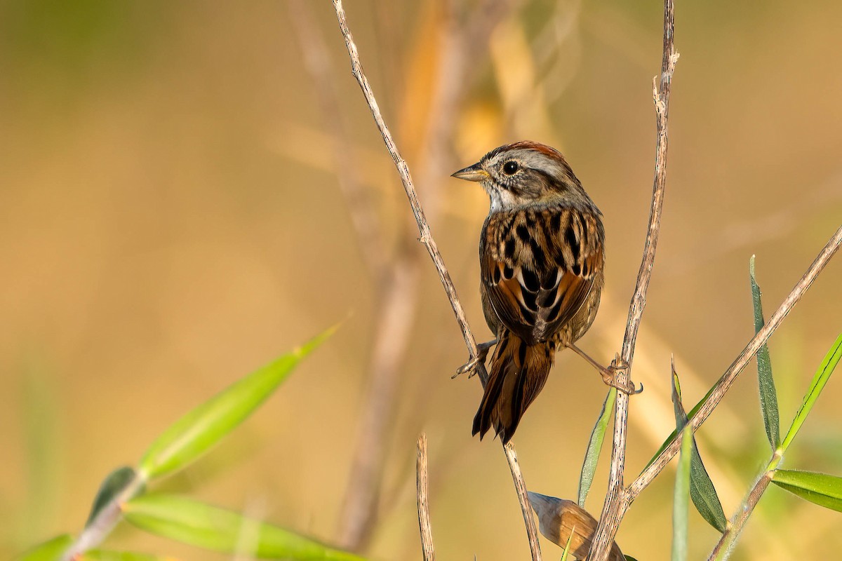 Swamp Sparrow - ML616858807