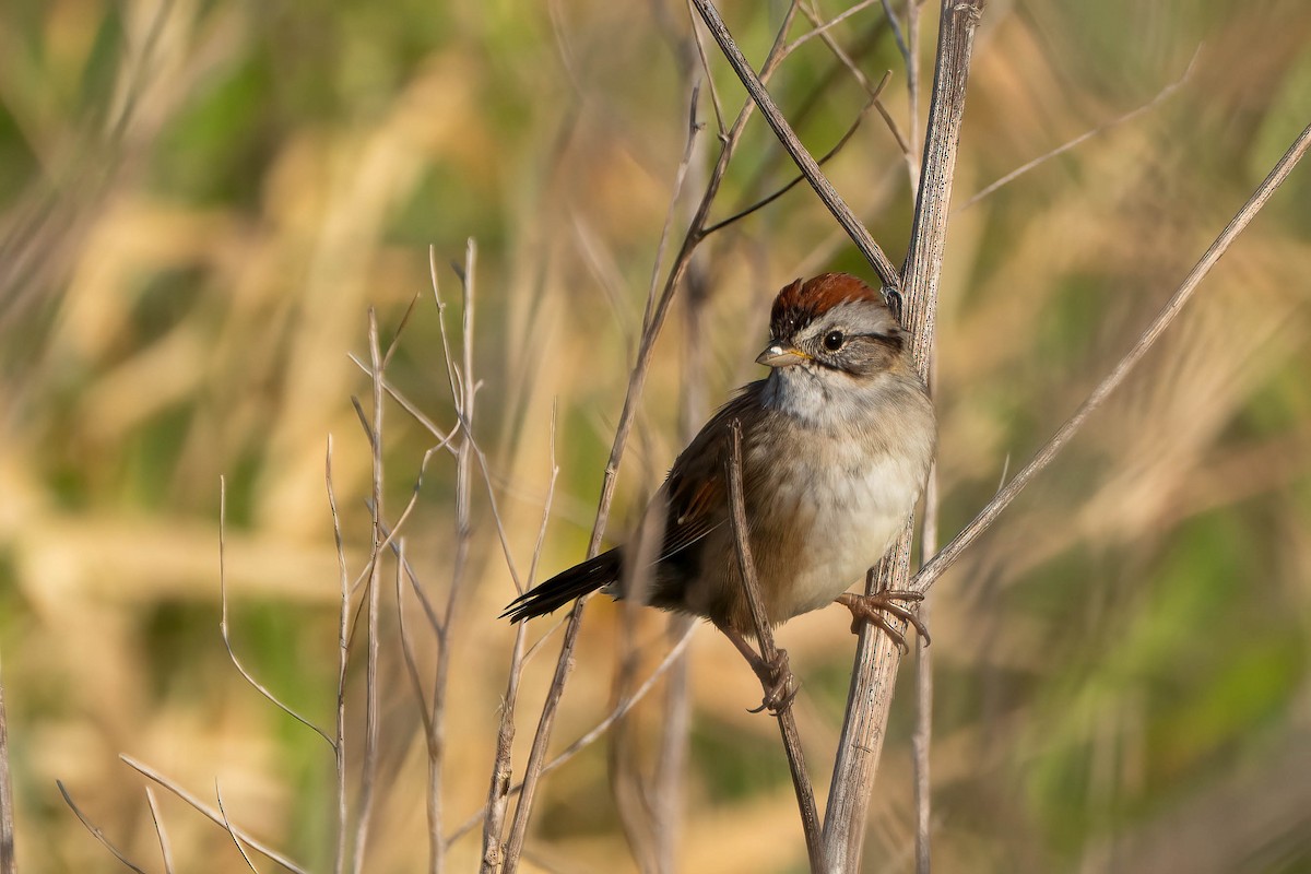 Swamp Sparrow - ML616858808