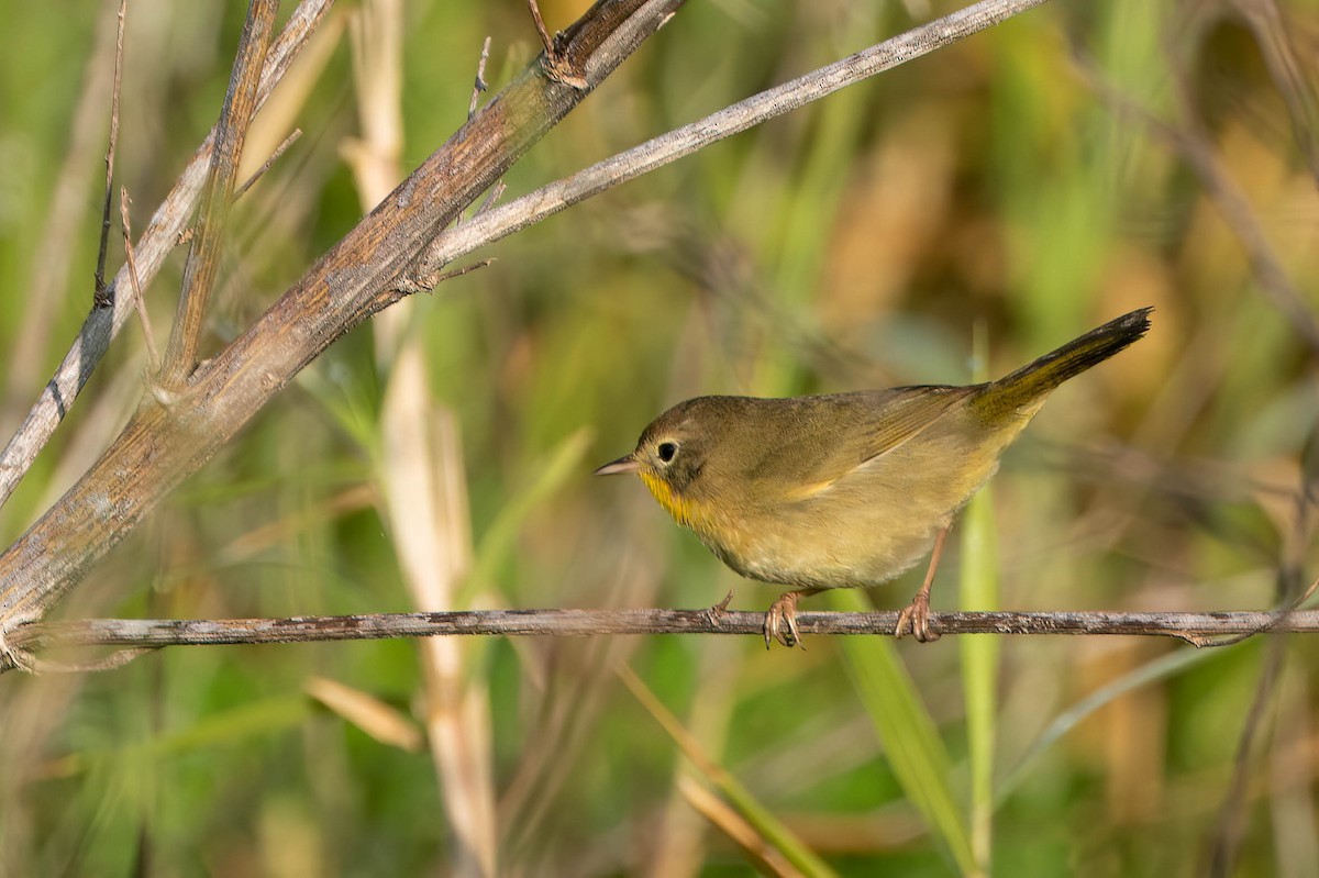 Common Yellowthroat - ML616858813