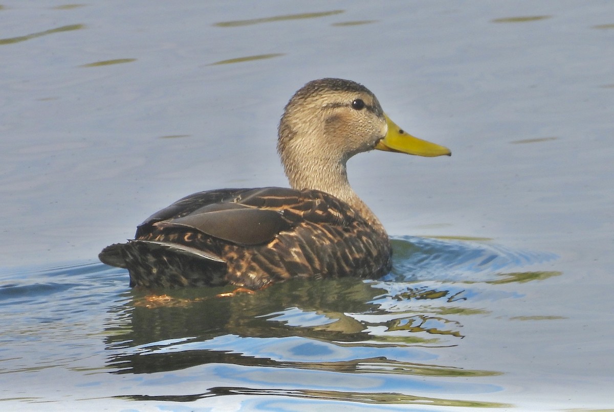 Mexican Duck - ML616858824