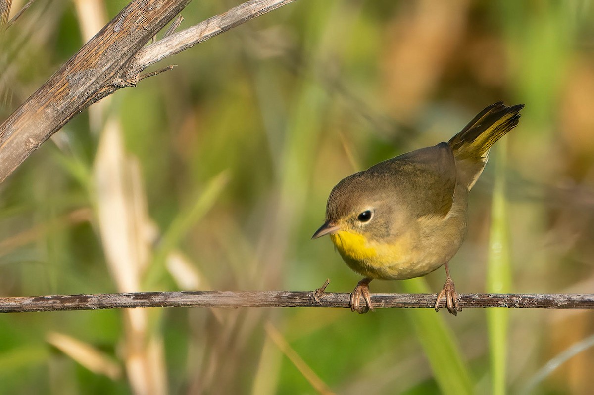 Common Yellowthroat - ML616858842