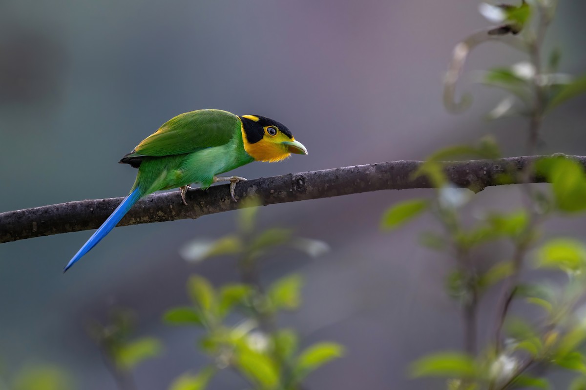 Long-tailed Broadbill - Deepak Budhathoki 🦉