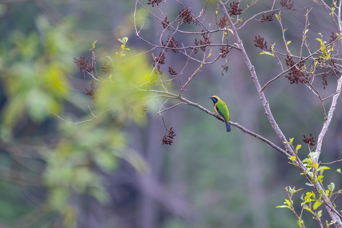 Orange-bellied Leafbird - Deepak Budhathoki 🦉