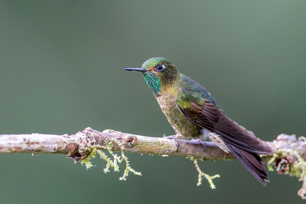 kolibřík dřišťálový (ssp. tyrianthina/quitensis) - ML616858897