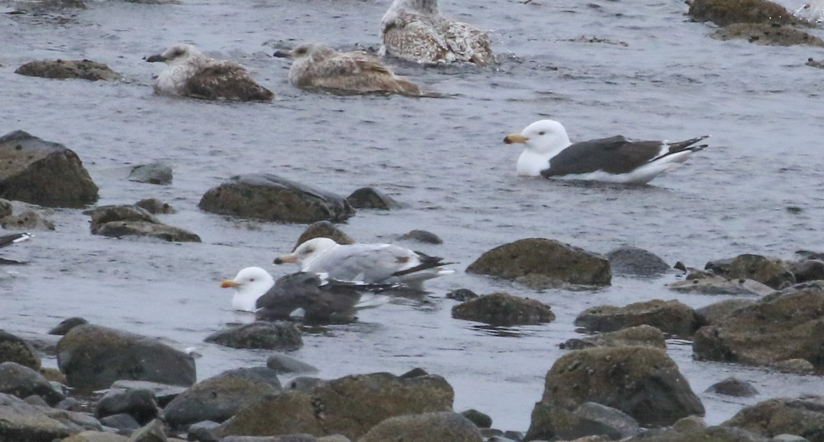 Lesser Black-backed Gull - Robert Dixon