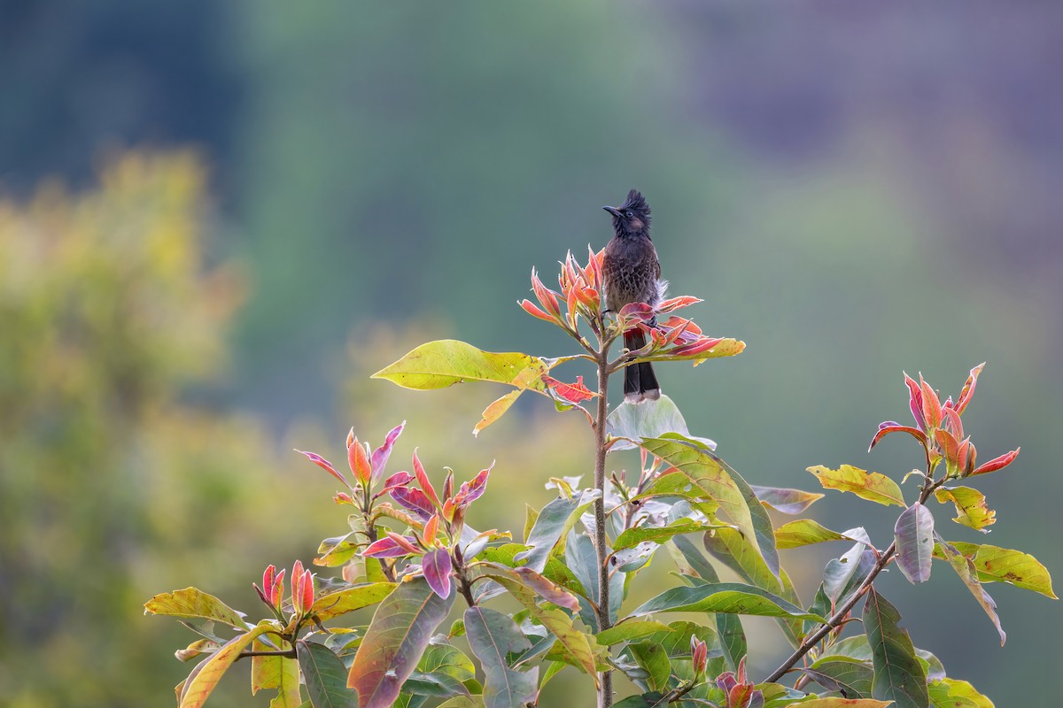 Bulbul à ventre rouge - ML616858910