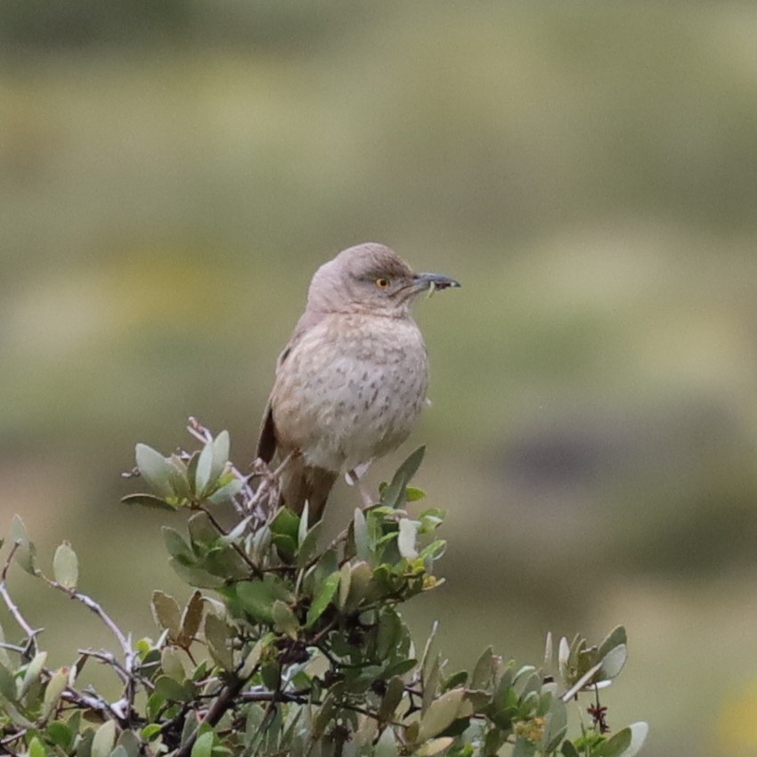 Bendire's Thrasher - ML616858913