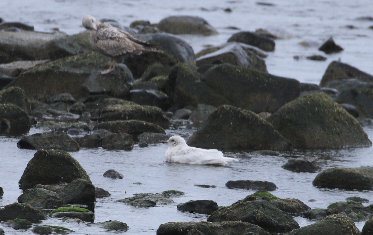 Gaviota Groenlandesa - ML616858918