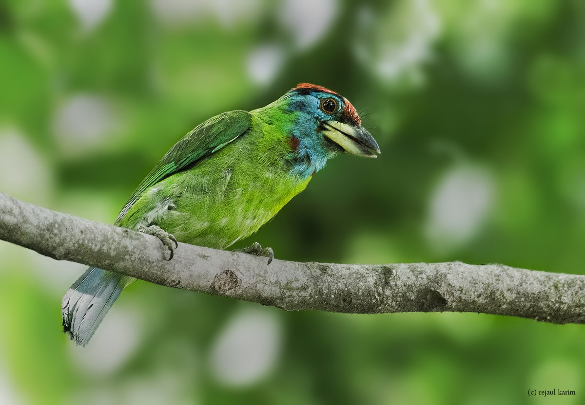 Blue-throated Barbet - ML616858947