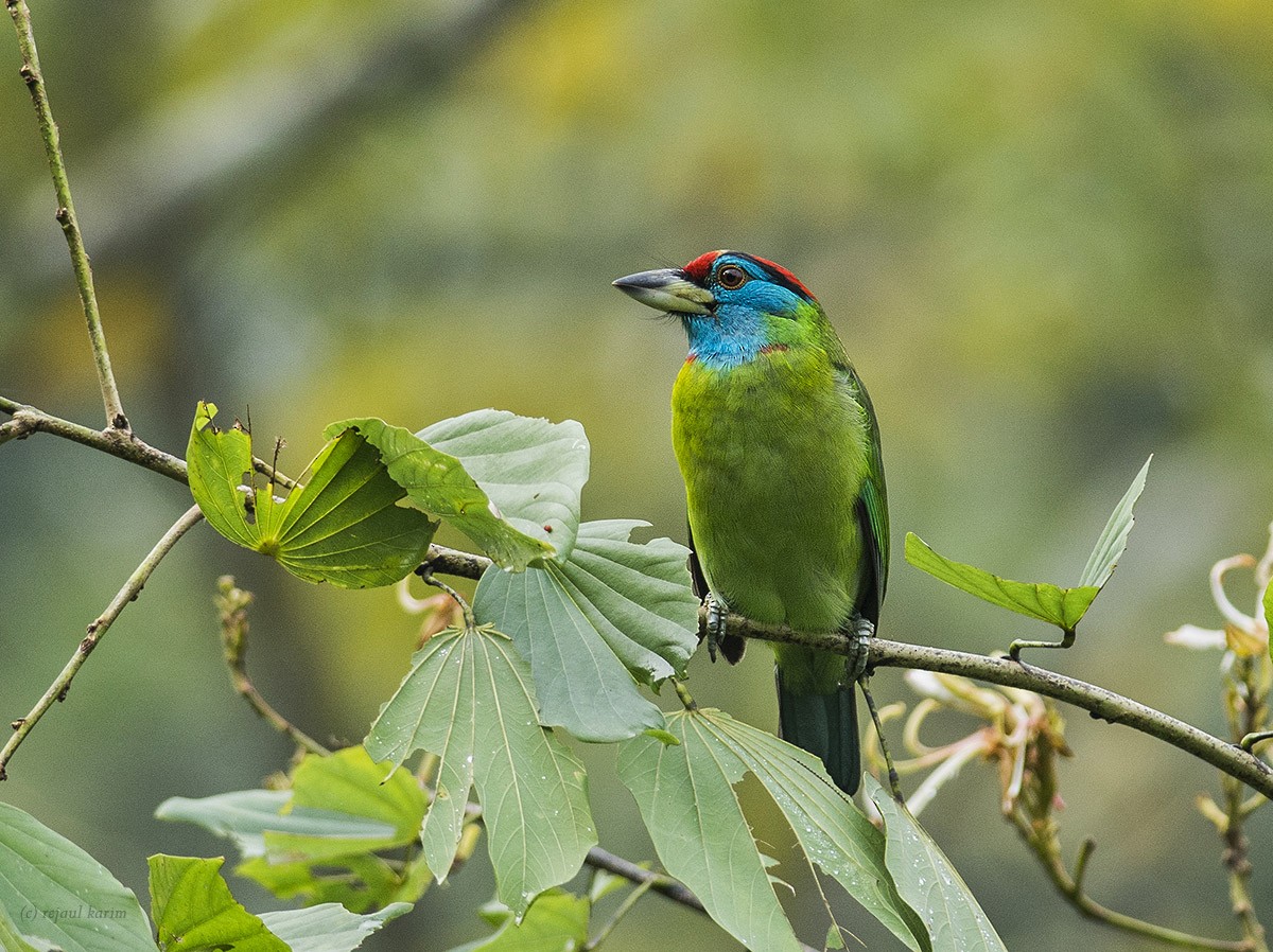 Blue-throated Barbet - ML616858949