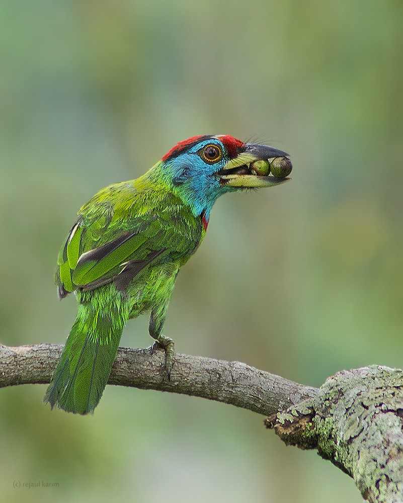 Blue-throated Barbet - ML616858950