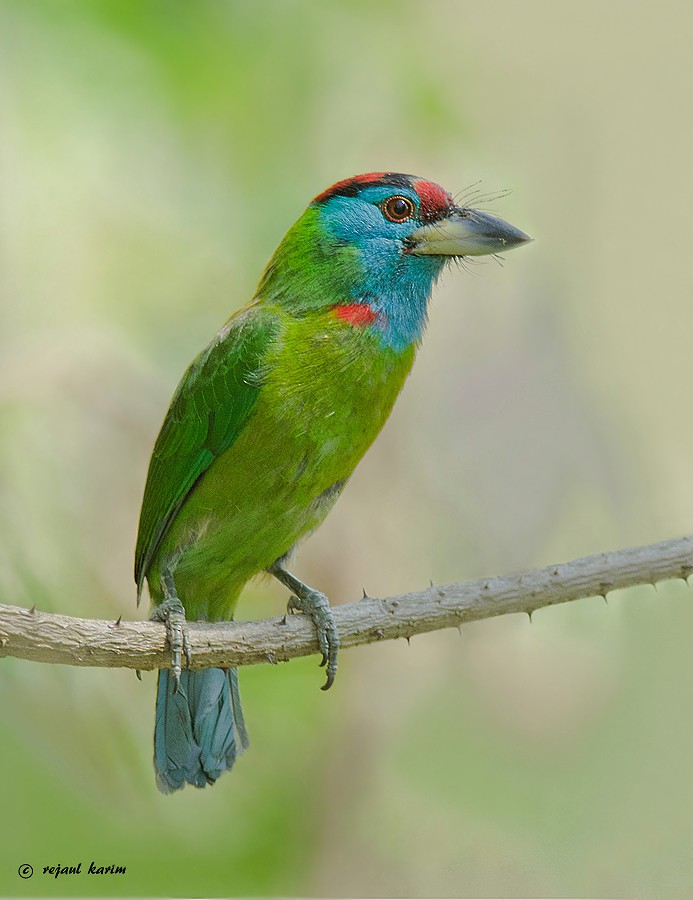 Barbudo Gorjiazul Común - ML616858951