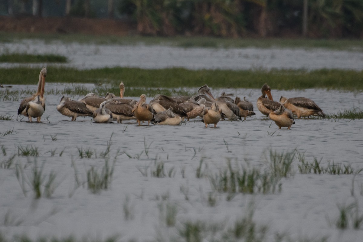 Spot-billed Pelican - ML616858974