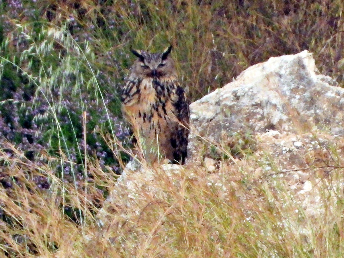 Eurasian Eagle-Owl - ML616858976