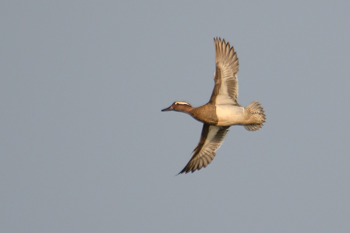 Garganey - ML616858981