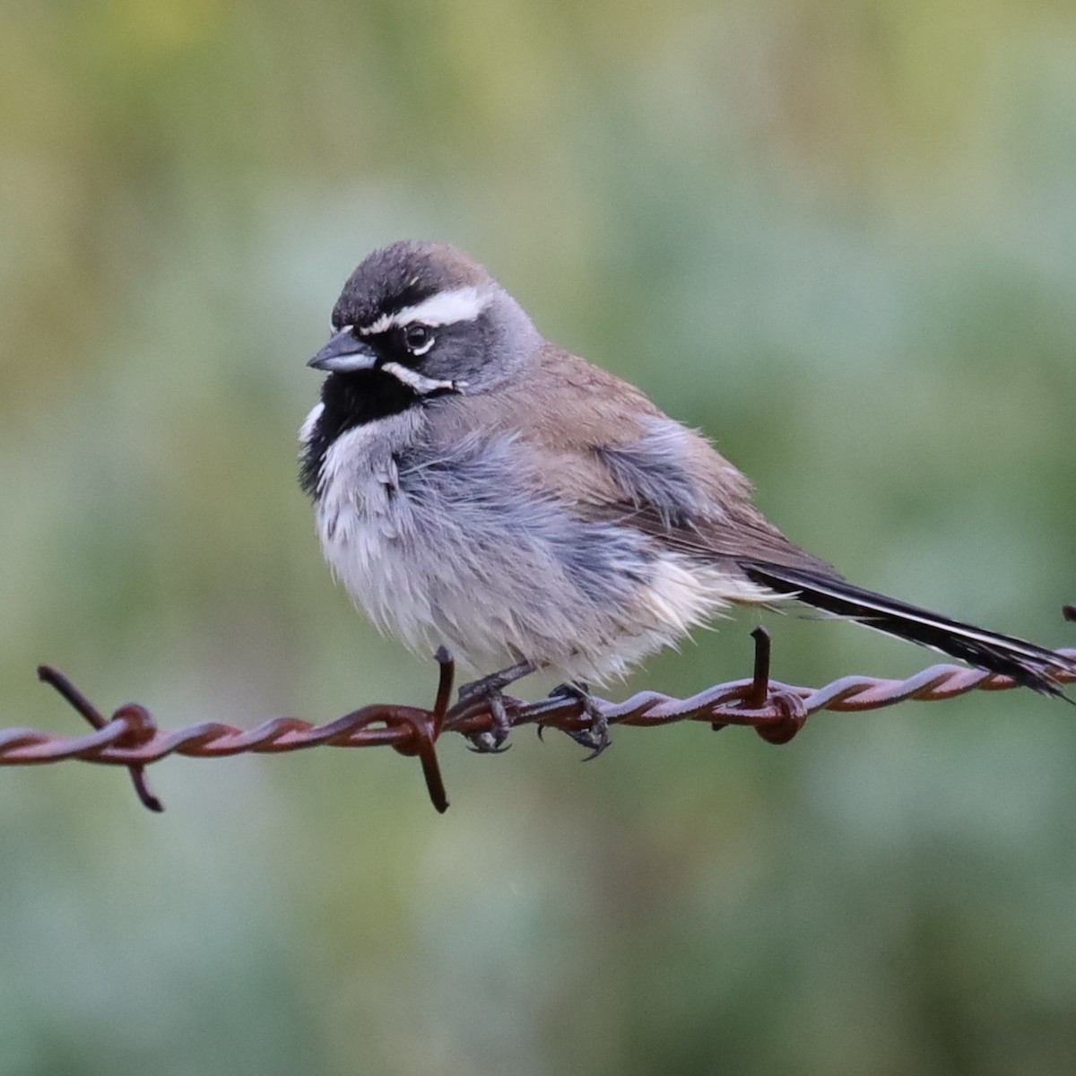 Black-throated Sparrow - ML616858983