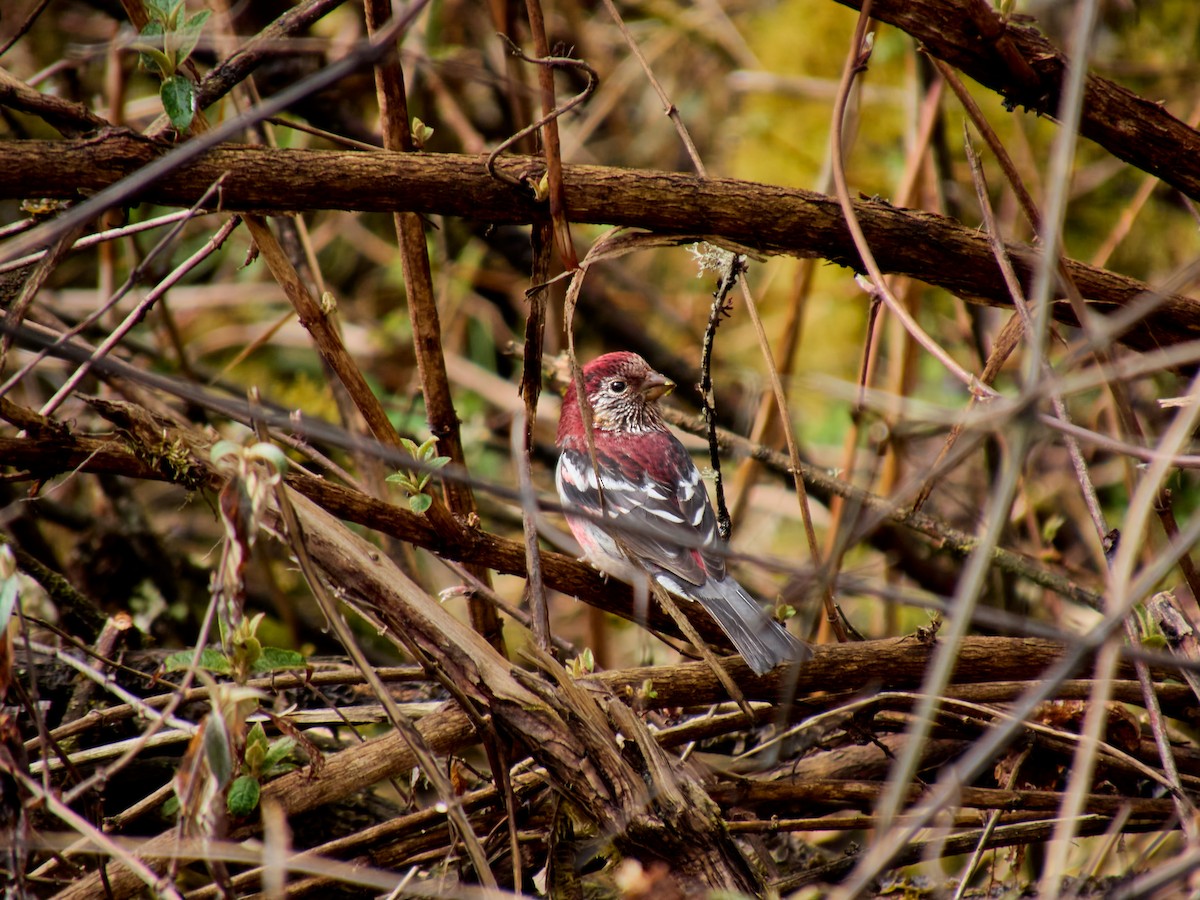 Three-banded Rosefinch - Jia Yu