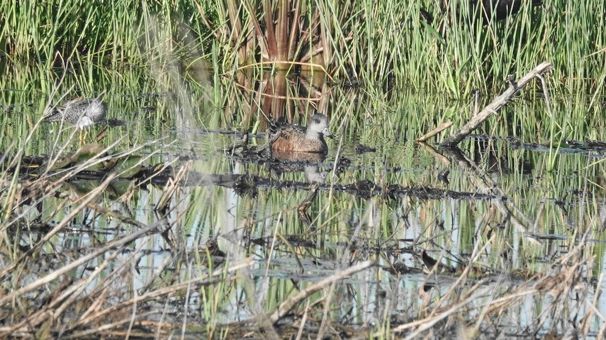 American Wigeon - ML616859006