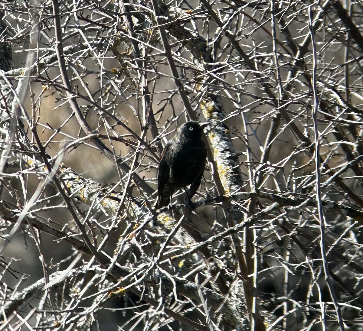 Rusty Blackbird - ML616859009