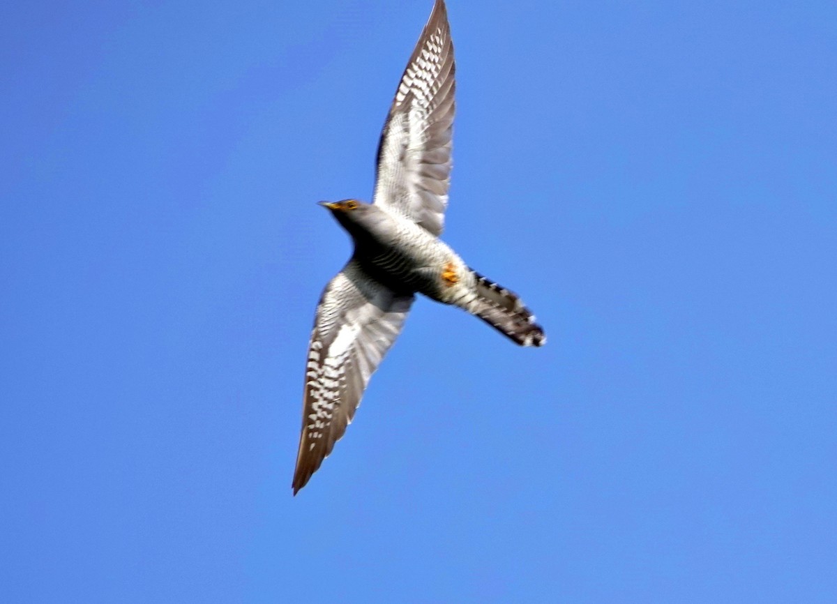 Common Cuckoo - ML616859013