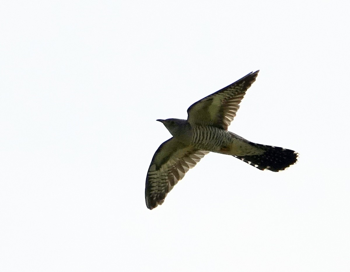 Common Cuckoo - silverwing 123