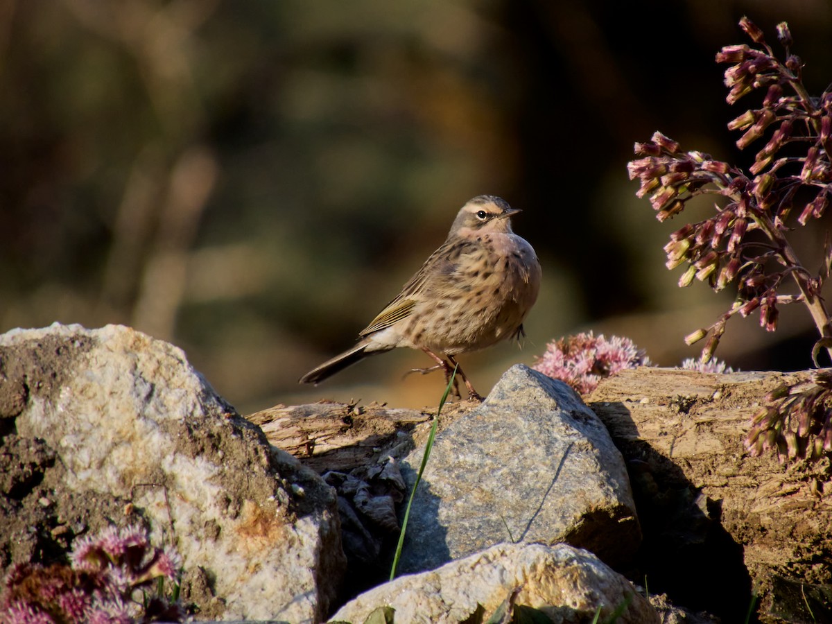 Rosy Pipit - ML616859042