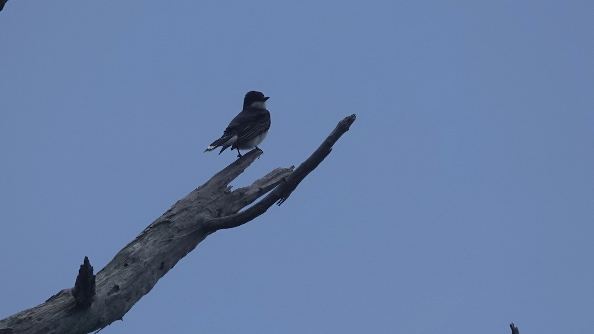 Eastern Kingbird - ML616859043