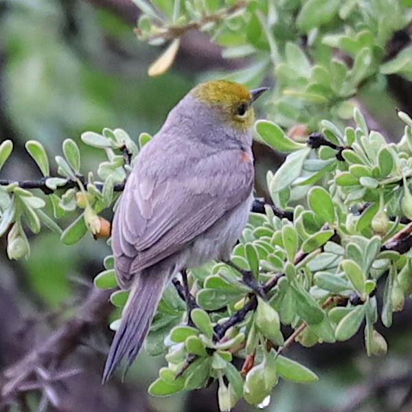 Verdin - Scott Denkers