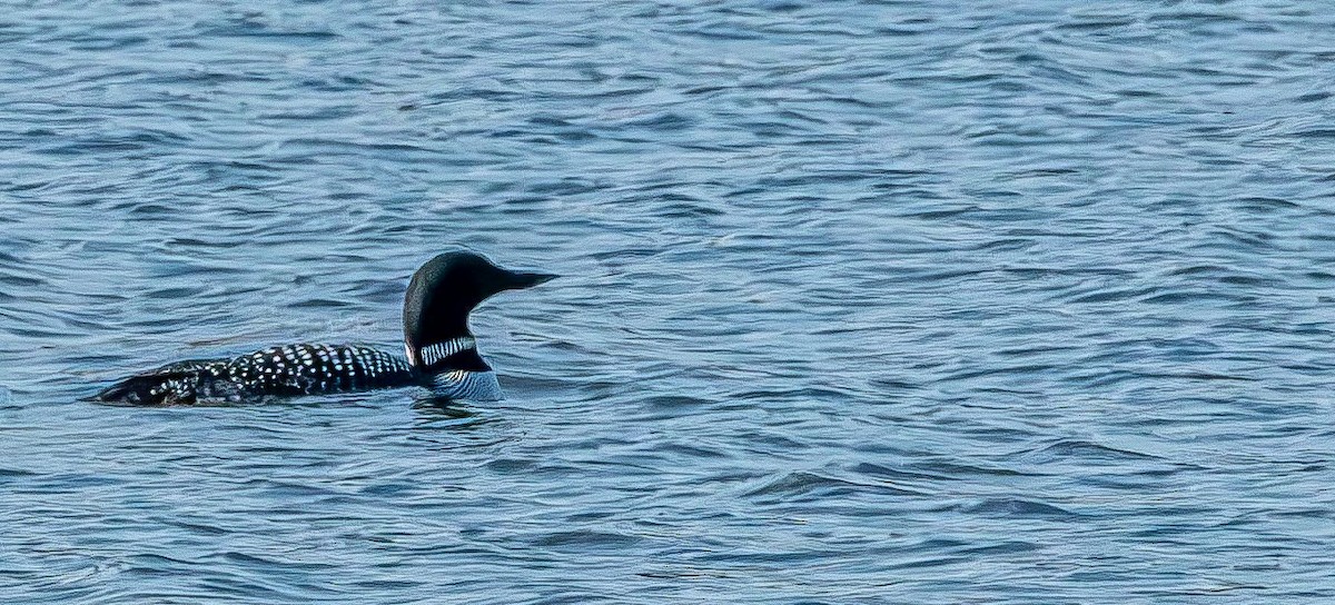 Common Loon - ML616859061