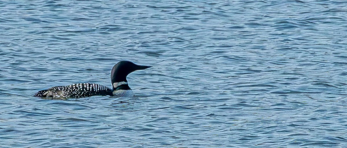 Common Loon - ML616859062