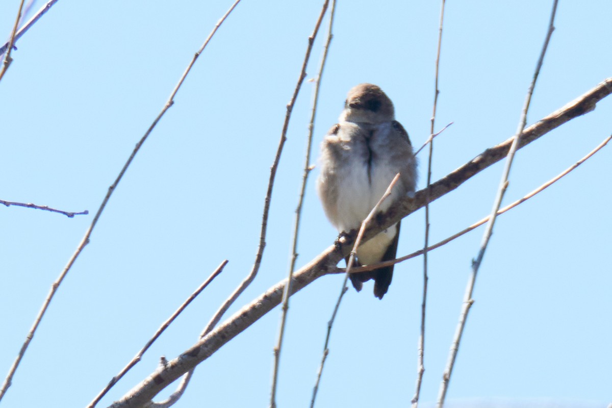 Northern Rough-winged Swallow - ML616859090
