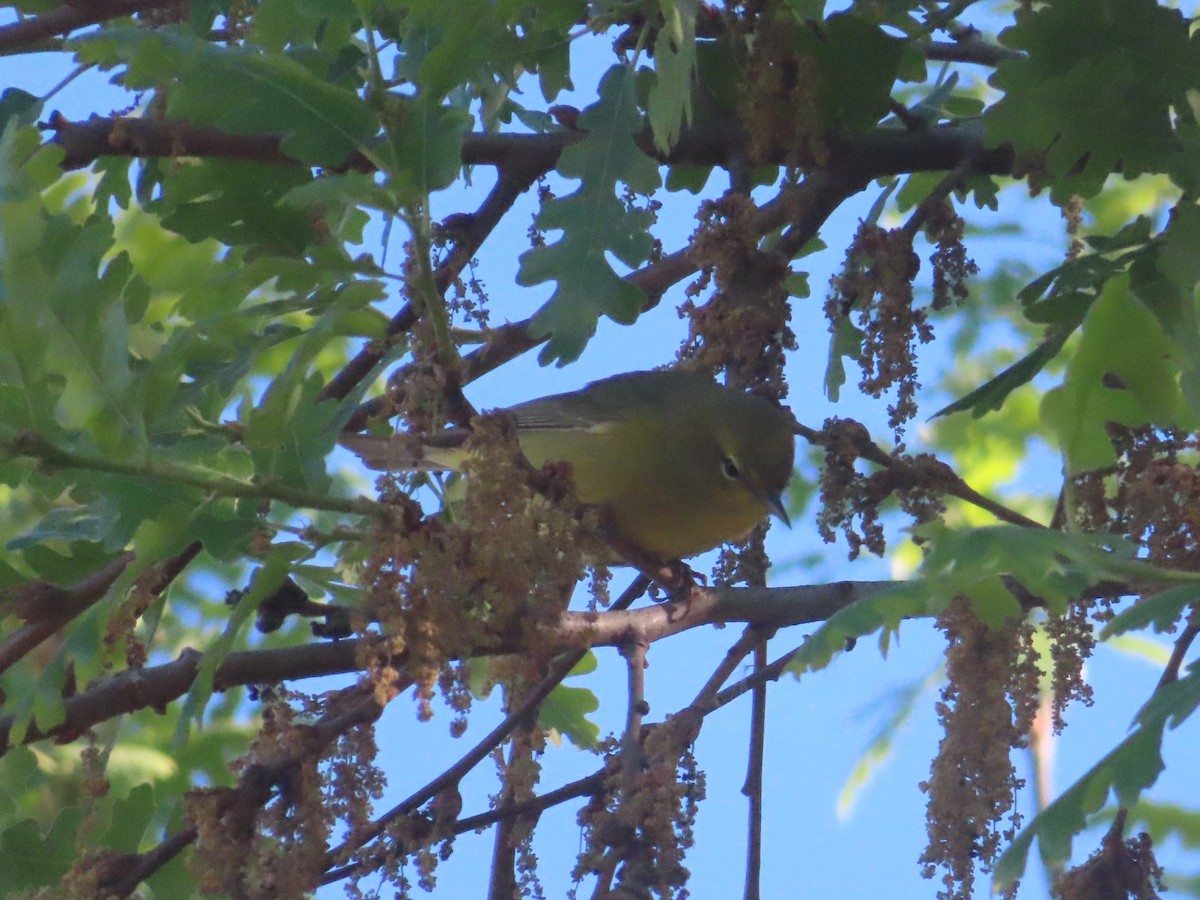 Orange-crowned Warbler - ML616859103