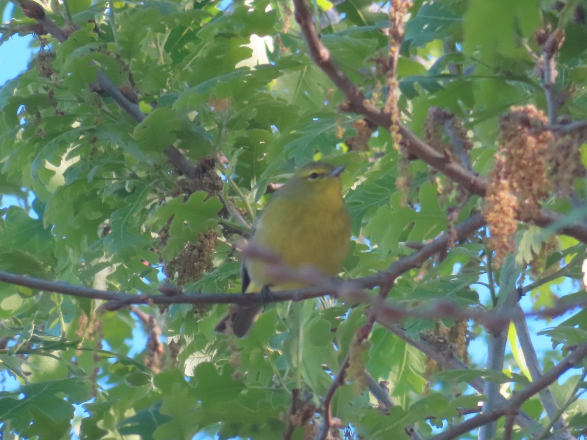 Orange-crowned Warbler - ML616859110