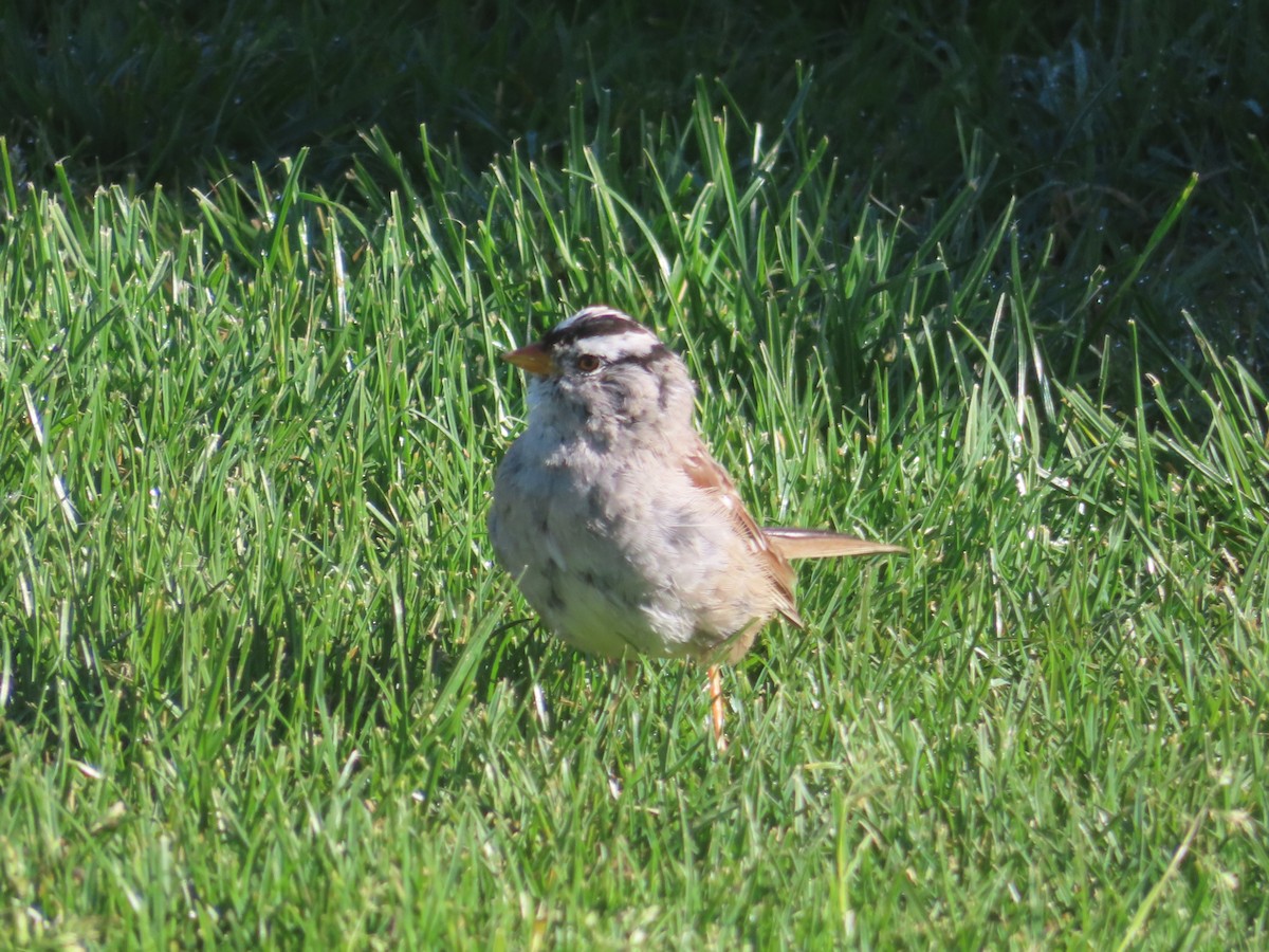 White-crowned Sparrow - ML616859121