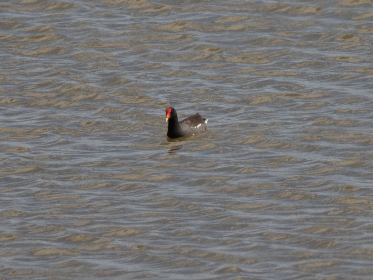 Common Gallinule - ML616859135