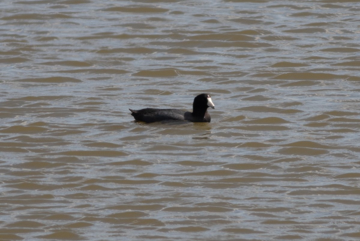 American Coot - ML616859141